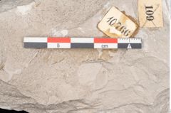 Foto (Detailansicht) von Dictyopteris brongniarti Gutb. (NHMW-GEO-2024-0188-10766)